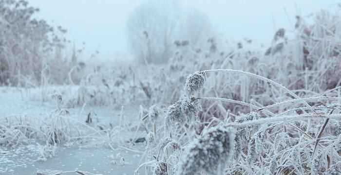 女人梦见下雪是什么征兆，已婚女人梦见下雪预示着什么图2