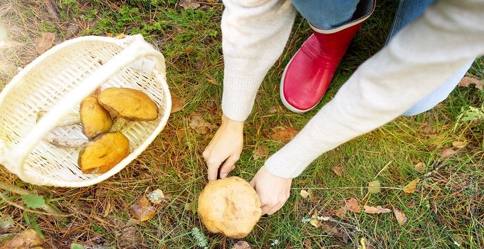 女人梦见在山上捡蘑菇，女人梦见自己捡野生蘑菇周公解梦图1