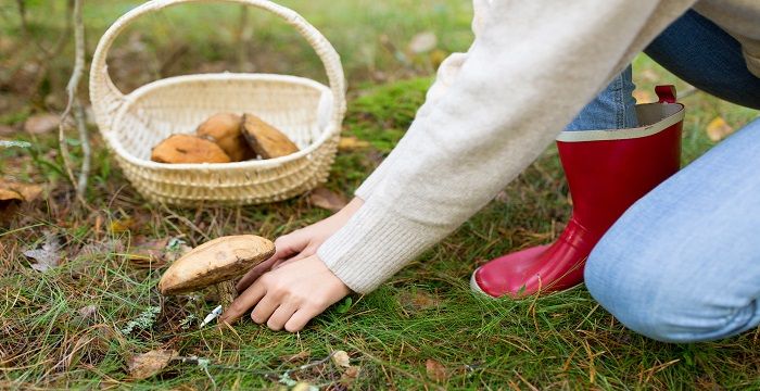 女人梦见在山上捡蘑菇，女人梦见自己捡野生蘑菇周公解梦图2