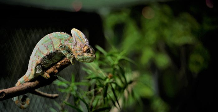 梦见特别大的蜥蜴，梦见一只大蜥蜴是什么意思图1