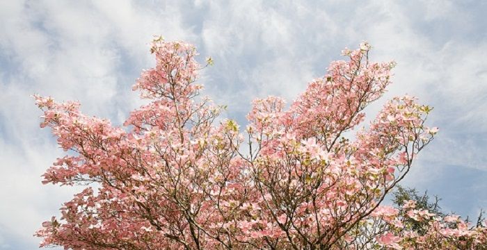 女人梦见桃花盛开，中年女人梦见桃花盛开图1