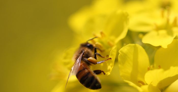 梦见被蜜蜂追什么预兆，梦见自己被蜜蜂追赶征兆图1