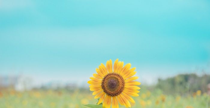 已婚女人梦见漂亮的花图1