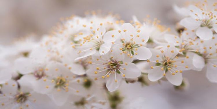 梦见种花，梦见卖花草是什么意思,预兆好吗?图2