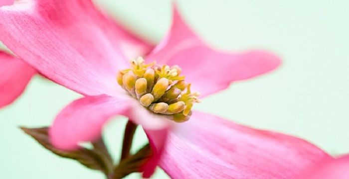 女人睡觉梦到鲜花，女人梦见鲜花是什么意思图2