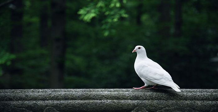 孕妇梦见鸽子图2