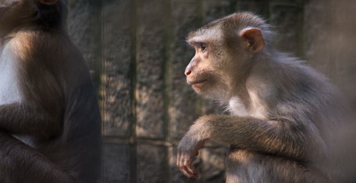 已婚女人梦见猴子，已婚女人梦见自己爬树摘果子吃图1