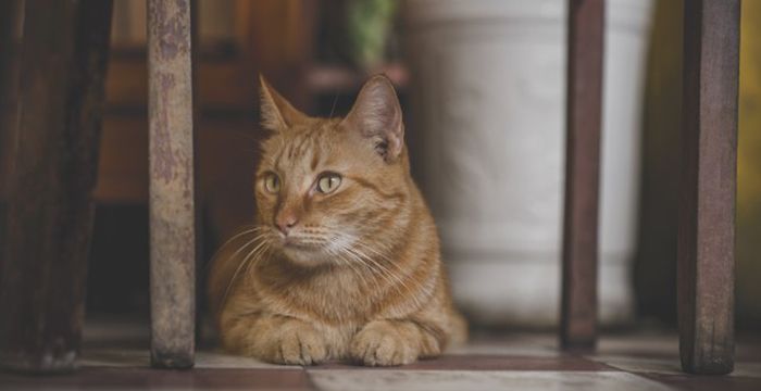 梦见猫进家里是什么预兆，梦见猫跑进家里是什么预兆图2