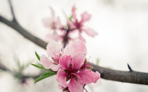 梦见桃花开满枝头是什么意思