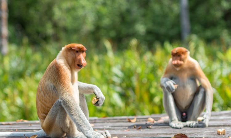 属猴人的运程图2