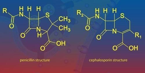 一个携带有氨苄和卡那霉素抗性基因的质粒