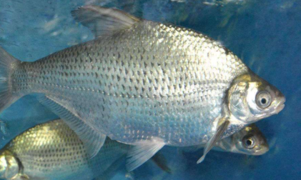 湖北武汉特产美食,湖北武汉特产有哪些可以带盘点武汉十大特产推荐武汉能带走的十大特...图18