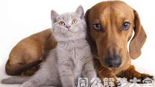 梦见猫和狗是什么预兆