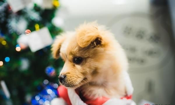 九四年属狗的婚姻状况