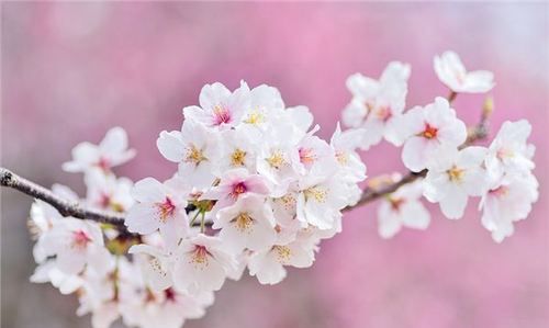 梦见白色樱花树盛开樱花什么意思