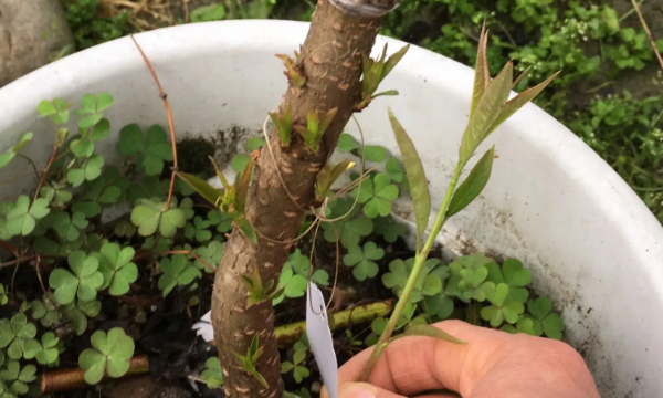 萌蘖是什么意思,什么是萌蘖生物问题图4