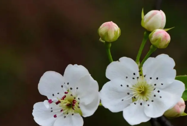 十二生肖花名是什么,十二生肖代表花名是那图5