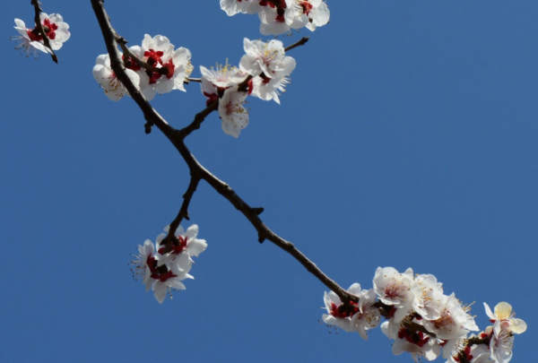 十二生肖花名是什么,十二生肖代表花名是那图7